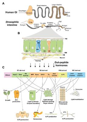 Physiological and Pathological Regulation of Peripheral Metabolism by Gut-Peptide Hormones in Drosophila